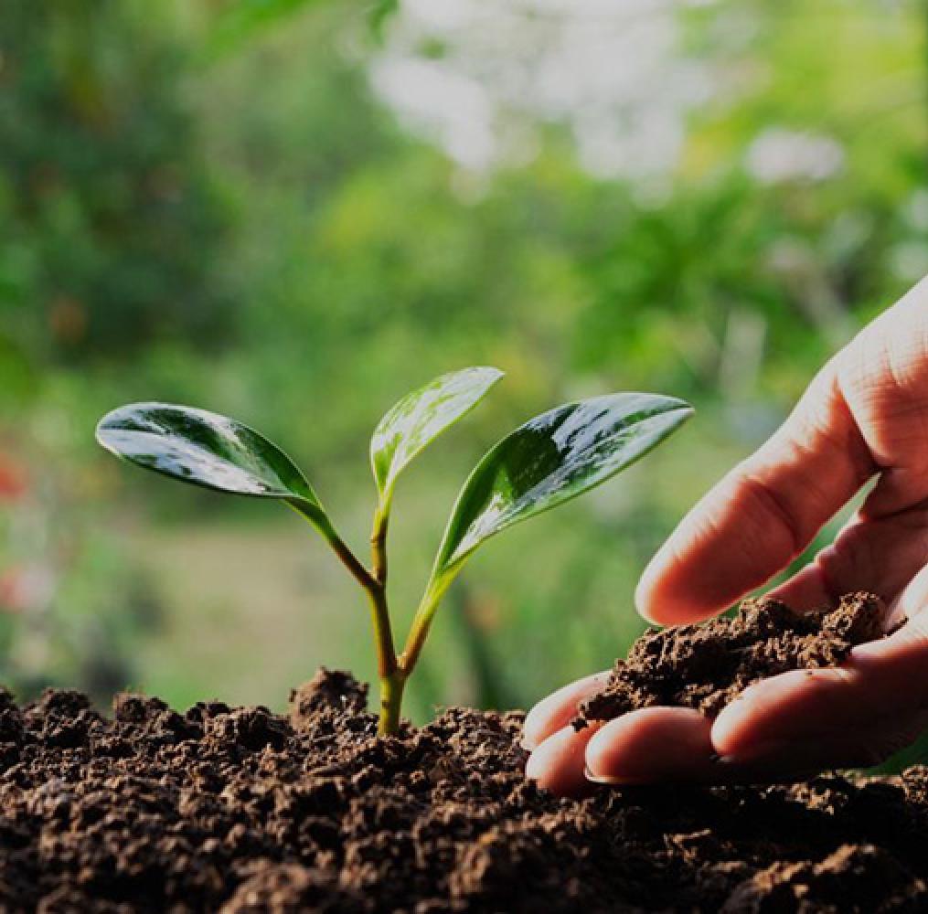 newly planted seedlings in the ground with a hand covering them with dirt