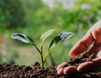 newly planted seedlings in the ground with a hand covering them with dirt